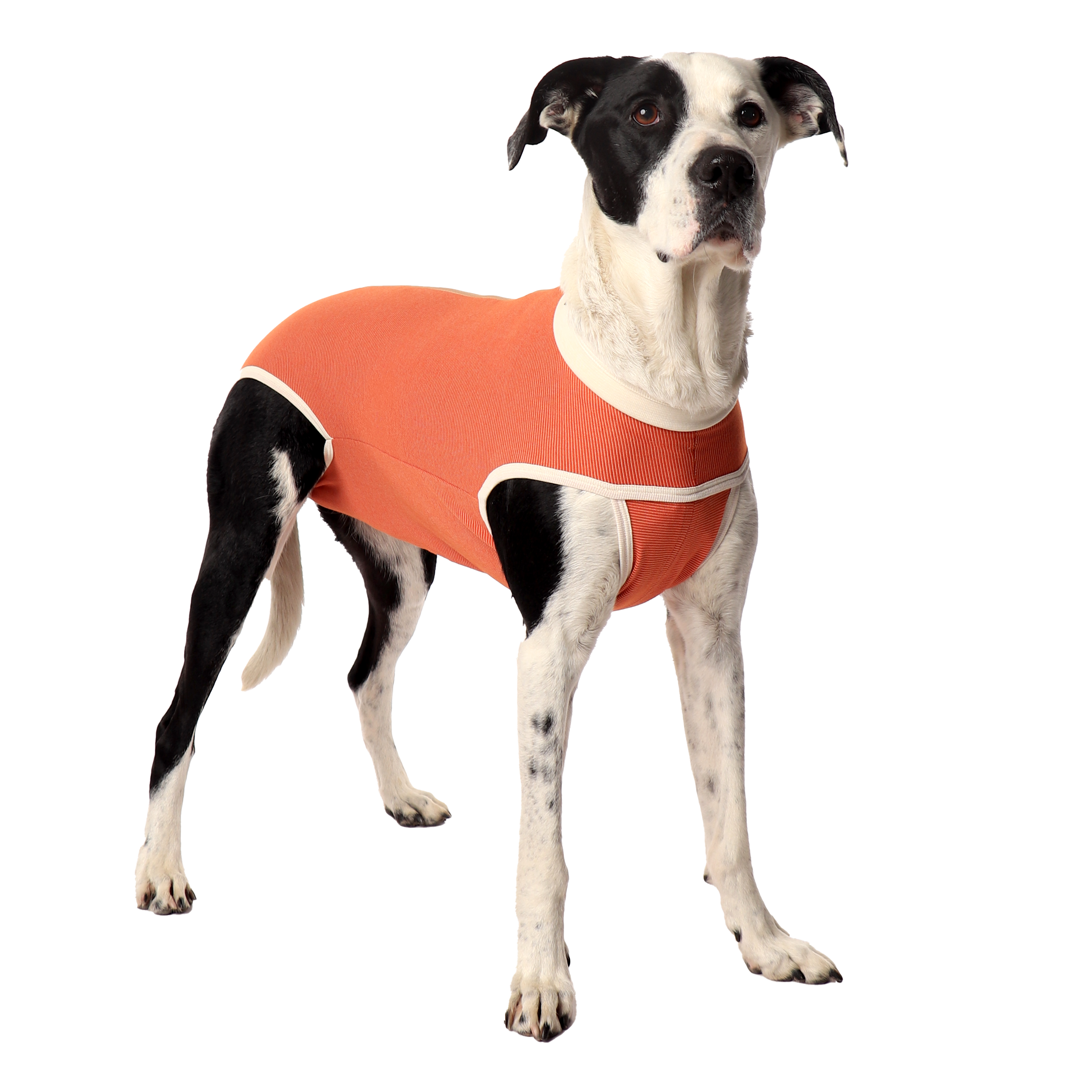 BODYCOBRE TRADICIONAL 2