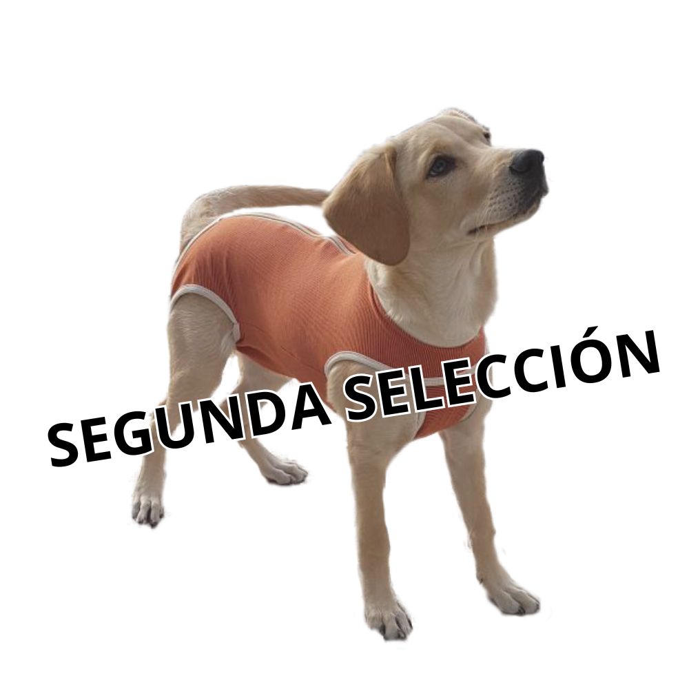 body tradicional portada