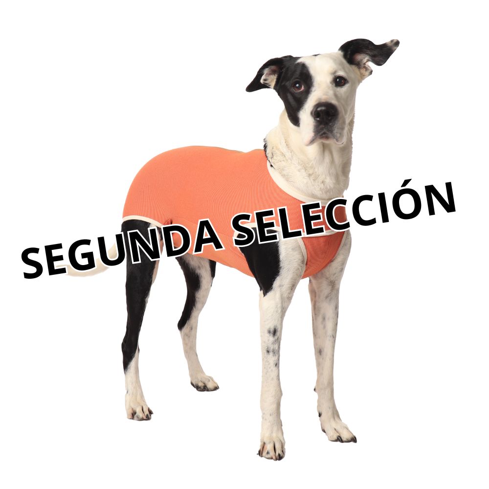 venda elástica