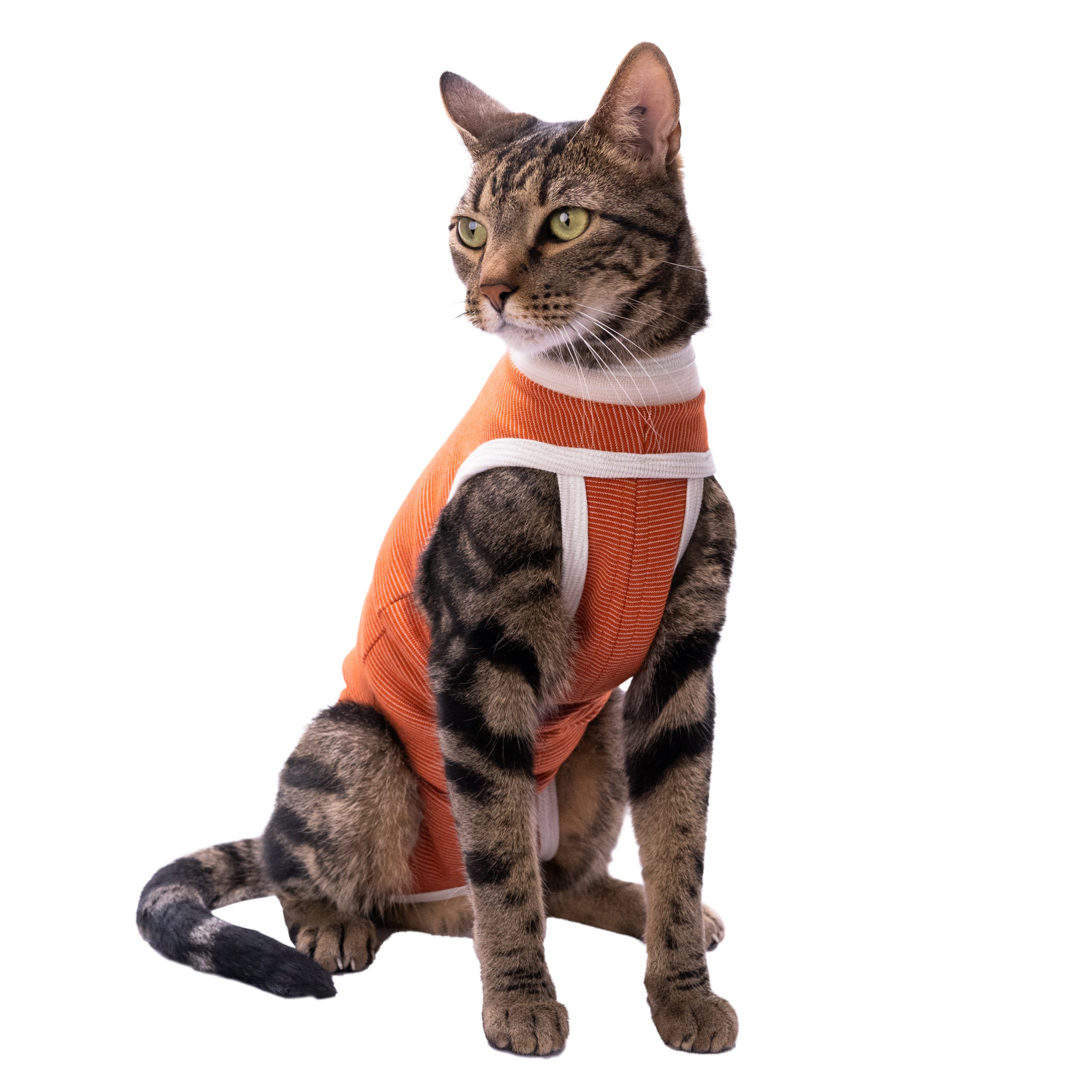 acf1795b-b8df-4c24-a6fc-55f485ab6c5a-body-cat-2-scaled