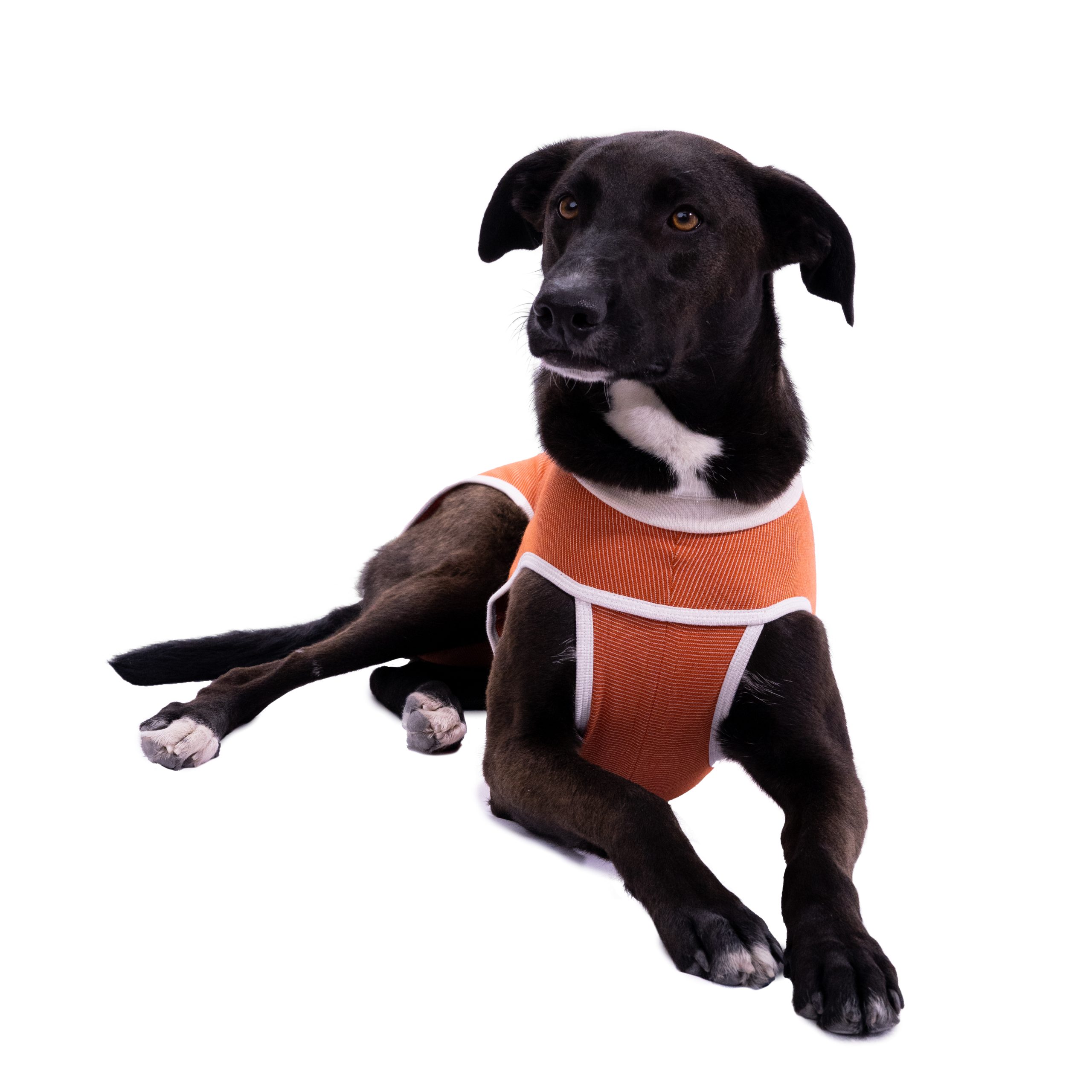 cc05fc83-437e-4e28-9f20-e863275cc4df-body-dog-scaled