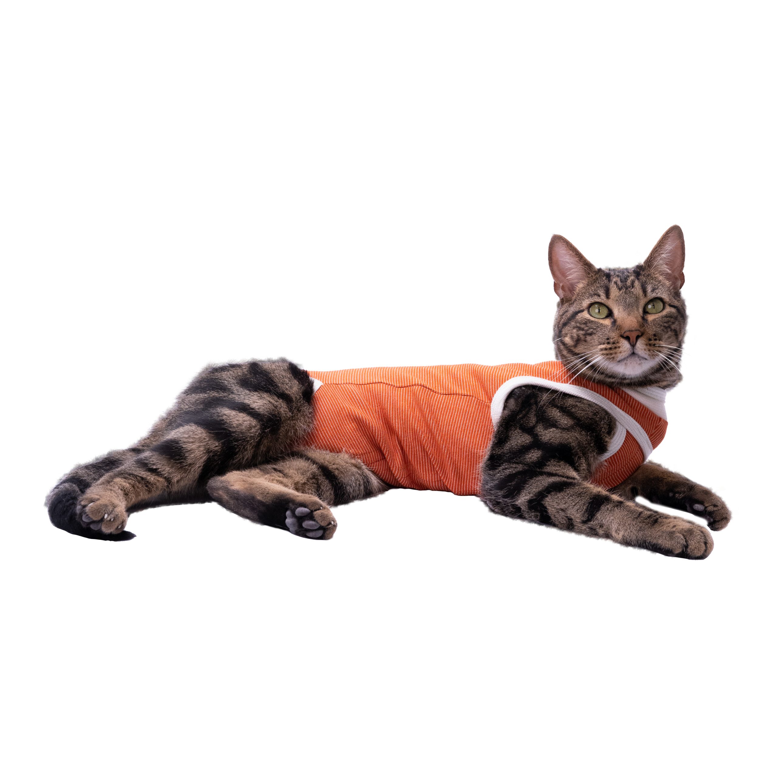 cc3b0f5e-5e02-4f9e-be71-bfedfc9fecb9-body-cat-scaled