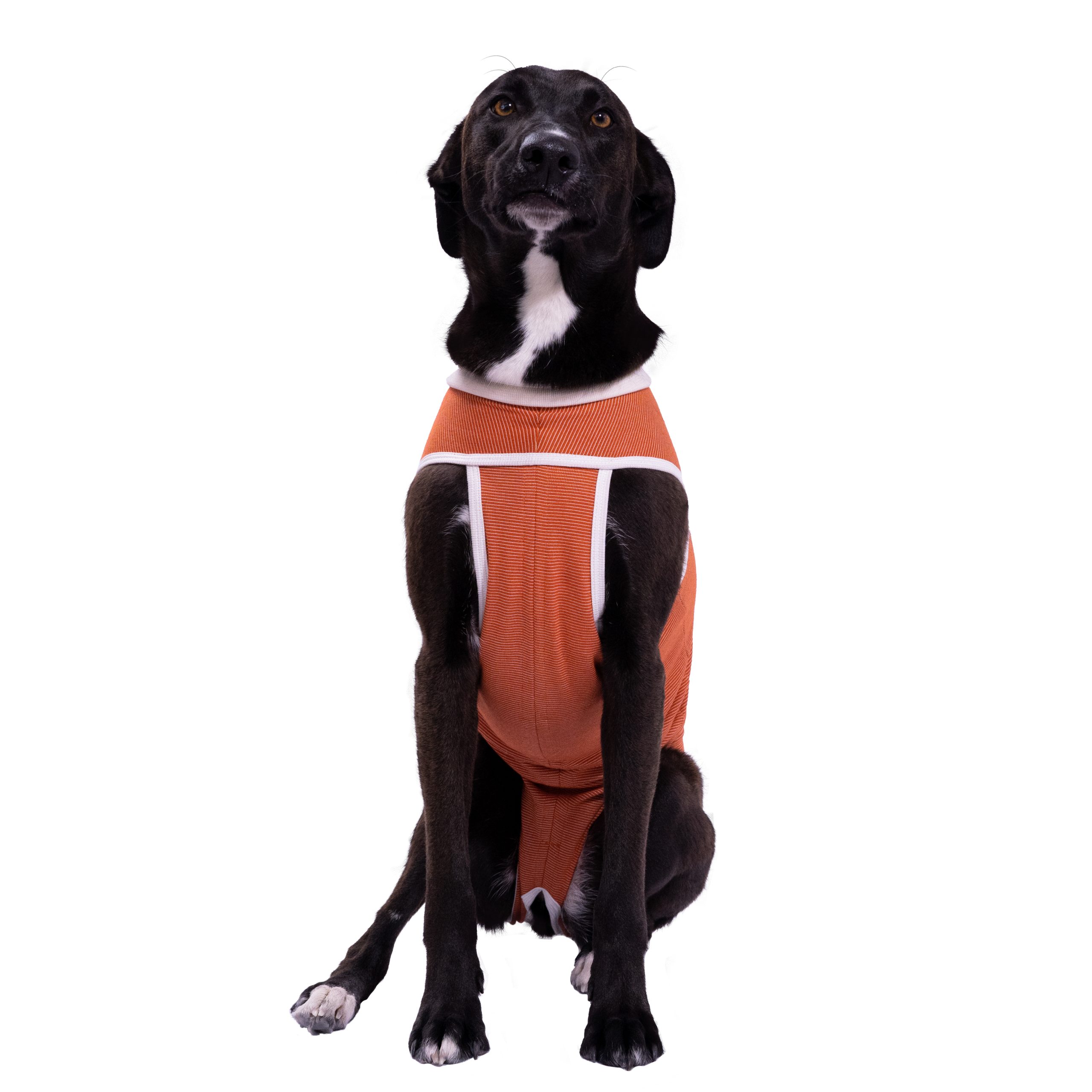 cf8317d8-4773-4dda-af80-f98551309351-body-dogo-2-scaled