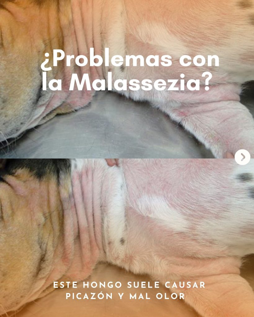 El estudio se centró en evaluar la efectividad de la tela del BodyCobre® con cobre y zinc, desarrollada por Textil Kimba frente al hongo Malassezia pachydermatis, un microorganismo común que puede afectar la piel.