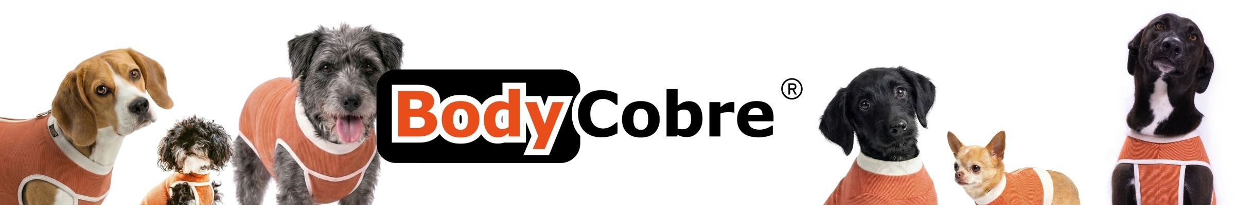 kimbavet bodycobre® contreo de recursos2
