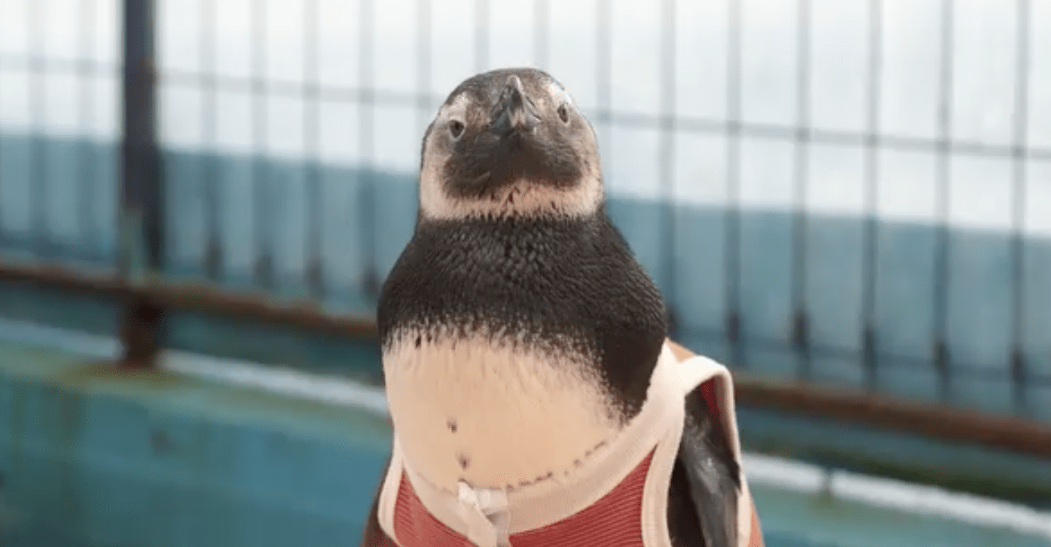 Proceso de desarrollo de BodyCobre® para pingüinos